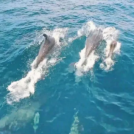 Culebra * Албуфейра